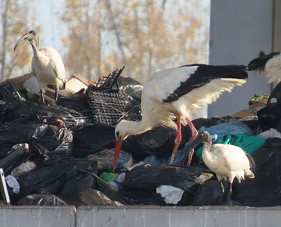 Cicogna bianca  - Ernesto Giovanni Occhiato