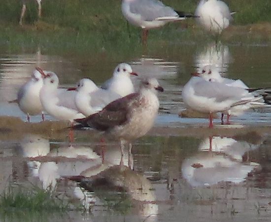 Zafferano intermedio  - Ernesto Giovanni Occhiato