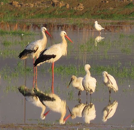 Cicogna bianca  - Ernesto Giovanni Occhiato