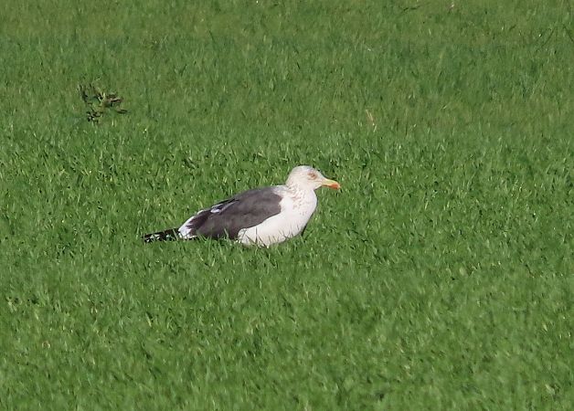 Zafferano  - Ernesto Giovanni Occhiato
