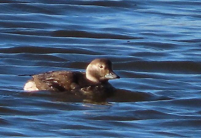 Moretta codona  - Ernesto Giovanni Occhiato