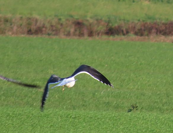 Zafferano  - Ernesto Giovanni Occhiato
