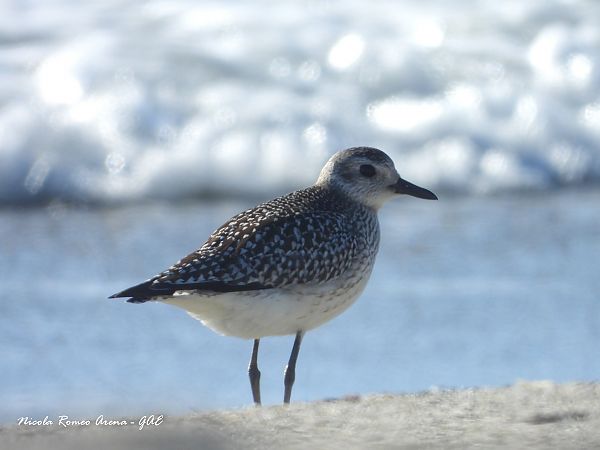 Pivieressa  - Nicola Romeo Arena