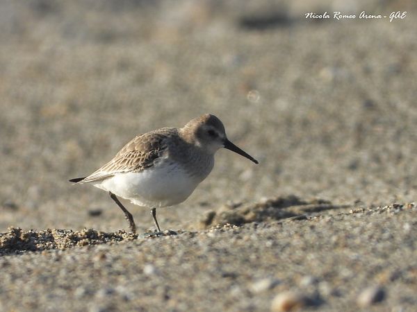 Piovanello pancianera  - Nicola Romeo Arena