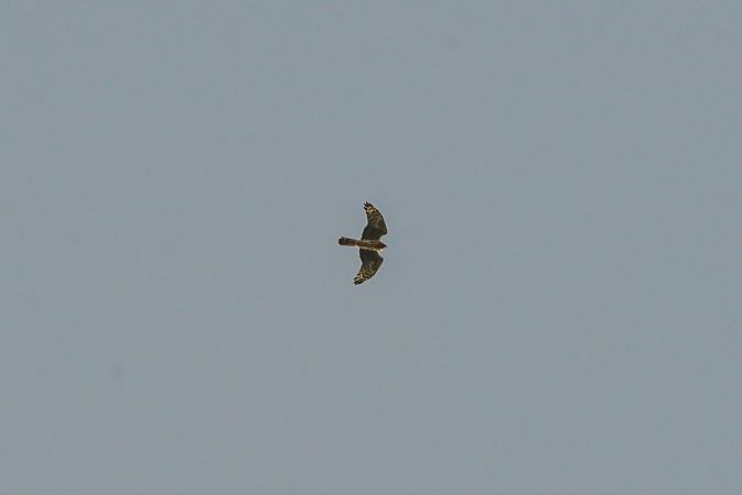 Albanella reale  - Riccardo Errico