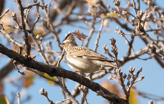 Tottavilla  - Roberto Villani