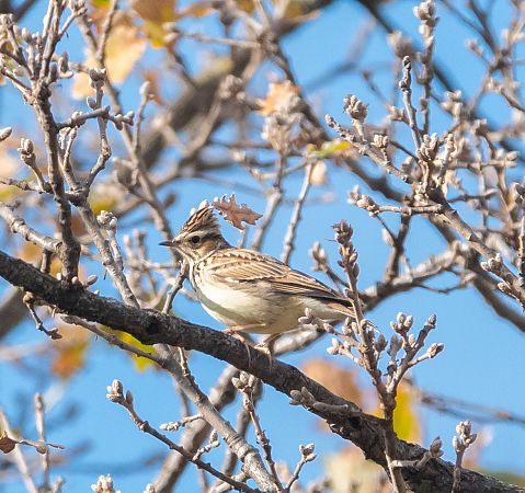 Tottavilla  - Roberto Villani