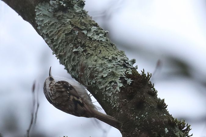 Rampichino alpestre  - Christian Kofler