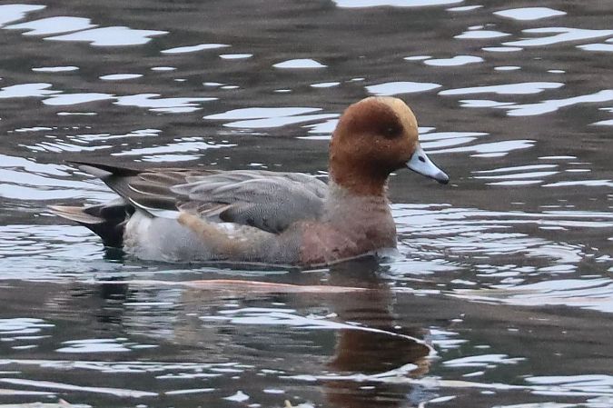 Fischione  - Christian Kofler