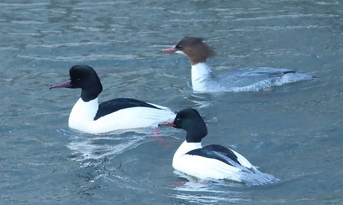 Smergo maggiore  - Christian Kofler