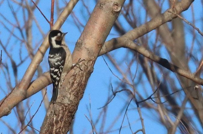 Picchio rosso minore  - Christian Kofler