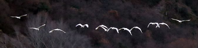 Airone bianco  - Christian Kofler