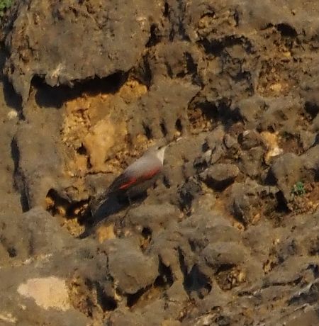 Picchio muraiolo  - Giovanni Gianelli