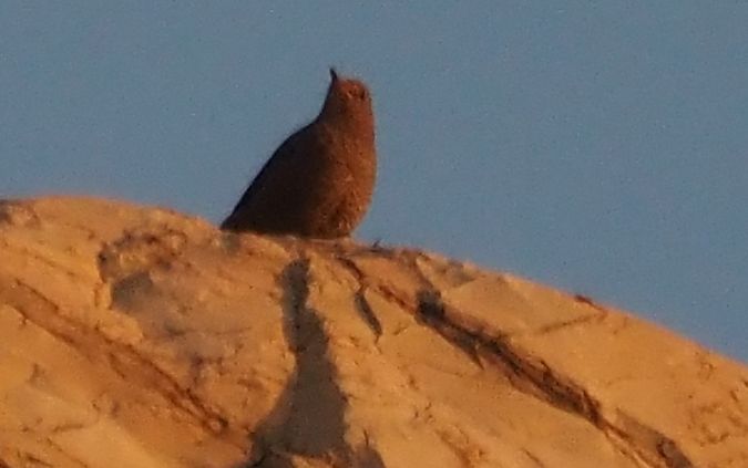 Passero solitario  - Giovanni Gianelli