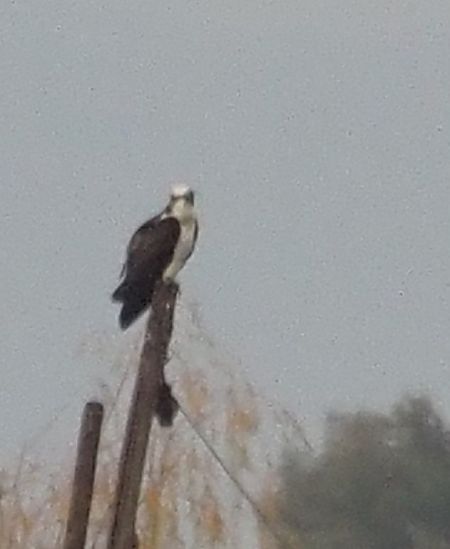 Falco pescatore  - Giovanni Gianelli