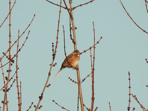 Zigolo golarossa  - Giacomo Assandri