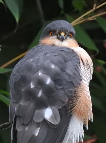 Sparviere  - Tiziana Ciaghi