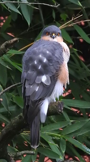 Sparviere  - Tiziana Ciaghi