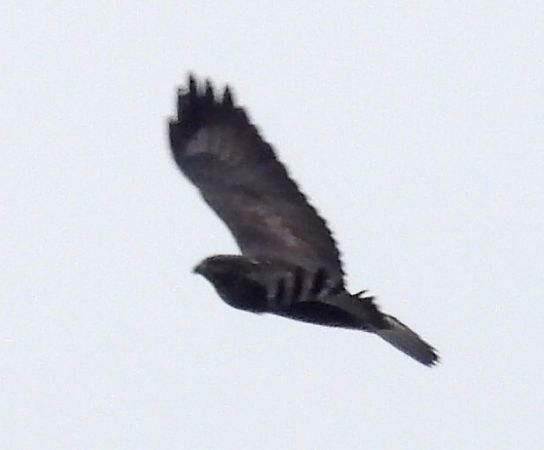 Poiana  - Tiziana Ciaghi