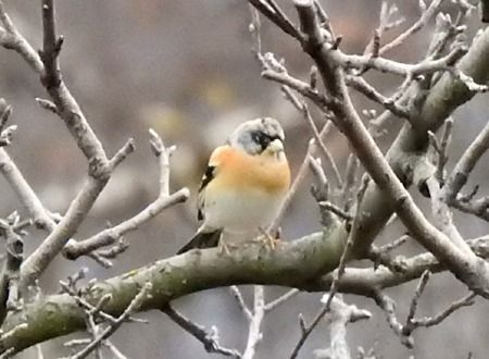 Peppola  - Tiziana Ciaghi