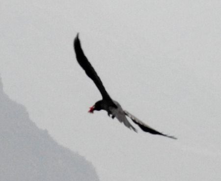 Corvo imperiale  - Tiziana Ciaghi