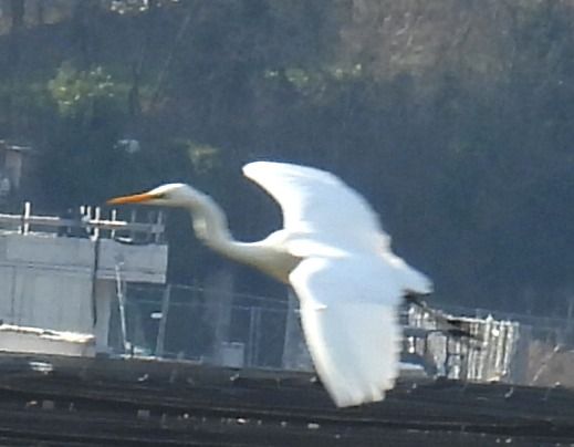 Airone bianco  - Tiziana Ciaghi