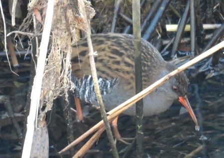 Porciglione  - Tiziana Ciaghi