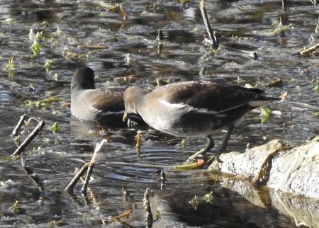 Gallinella d'acqua  - Tiziana Ciaghi