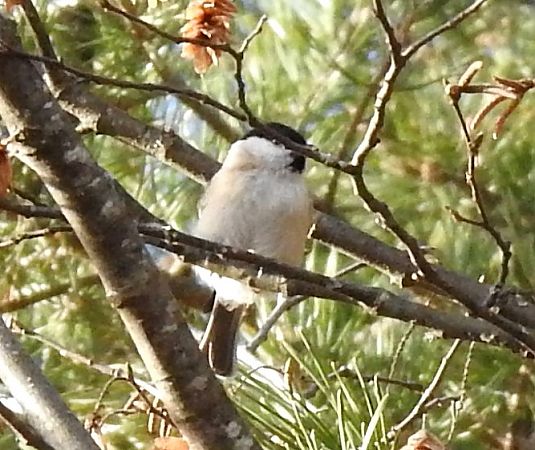 Cincia bigia  - Tiziana Ciaghi