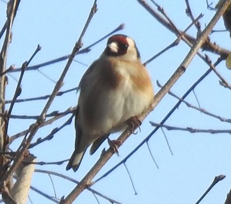 Cardellino  - Tiziana Ciaghi