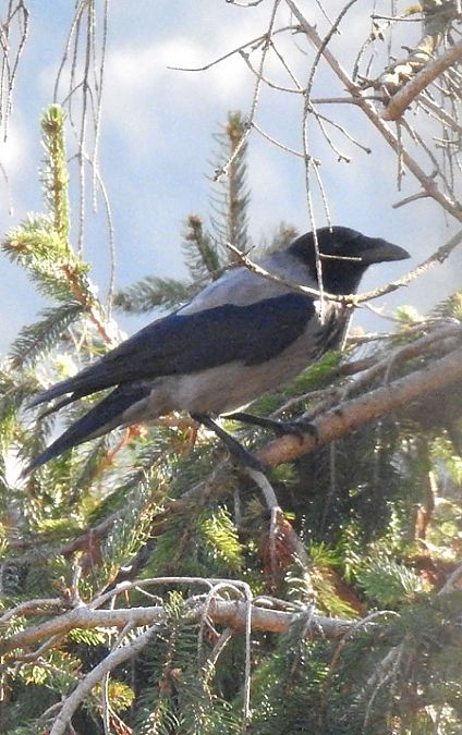Cornacchia grigia  - Tiziana Ciaghi