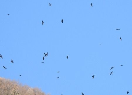 Corvo imperiale  - Tiziana Ciaghi