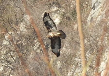 Poiana  - Tiziana Ciaghi