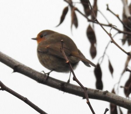Pettirosso  - Tiziana Ciaghi