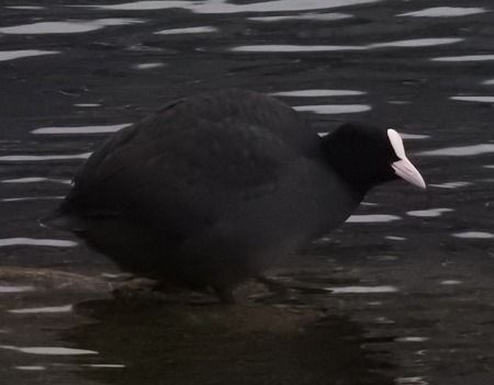 Folaga  - Tiziana Ciaghi