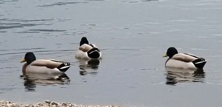 Germano reale  - Tiziana Ciaghi