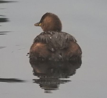 Tuffetto  - Tiziana Ciaghi