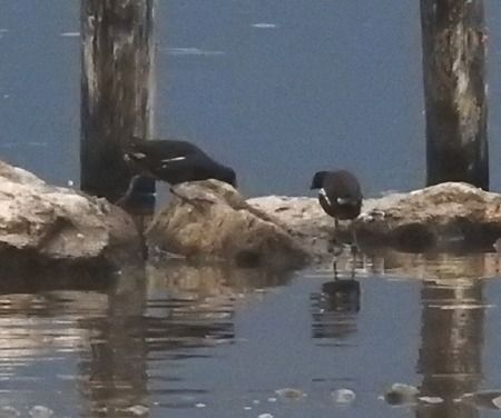 Gallinella d'acqua  - Tiziana Ciaghi