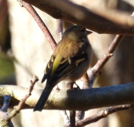 Fringuello  - Tiziana Ciaghi