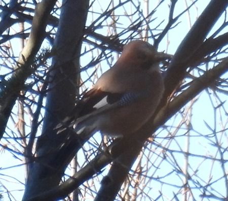 Ghiandaia  - Tiziana Ciaghi