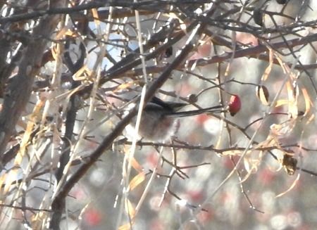 Codibugnolo  - Tiziana Ciaghi