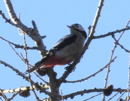 Picchio rosso maggiore  - Tiziana Ciaghi