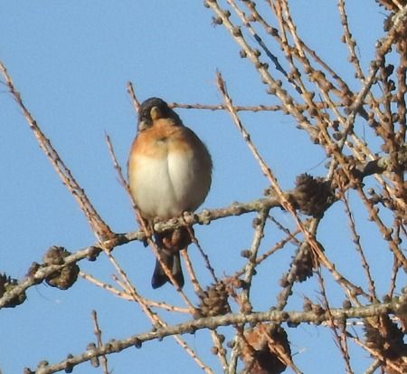 Peppola  - Tiziana Ciaghi