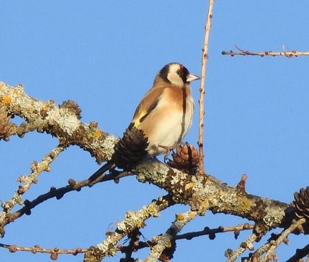 Stieglitz  - Tiziana Ciaghi