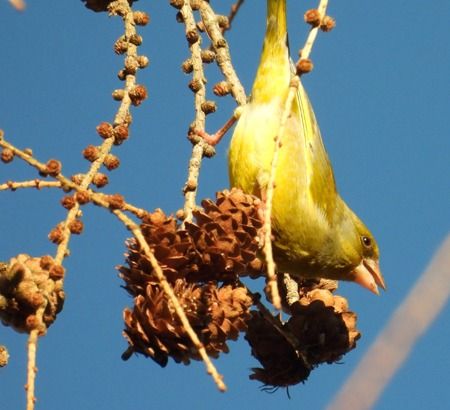 Verdone  - Tiziana Ciaghi