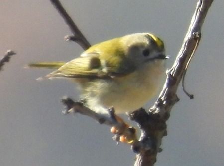 Regolo  - Tiziana Ciaghi