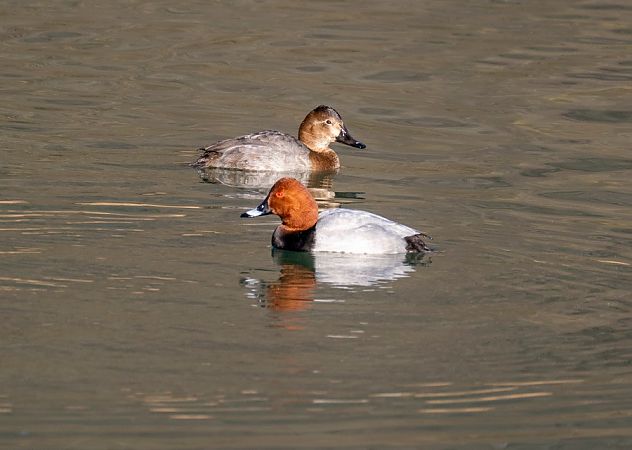 Moriglione  - Roberto Brembilla