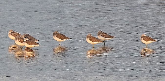 Pantana  - Simona Corbellini