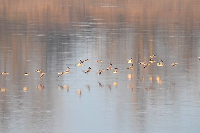 Chiurlo maggiore  - Simona Corbellini