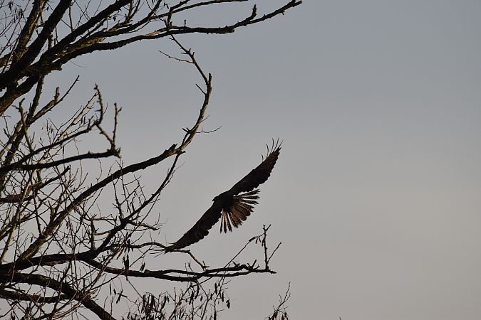 Poiana  - Simona Corbellini